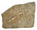 POLISHED AMMONITE & ORTHOCERAS FOSSILS STONE PLATE - 2