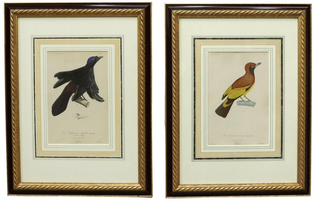 (2) FRAMED FRENCH BIRDS OF PARADISE ENGRAVINGS (1 of 4)
