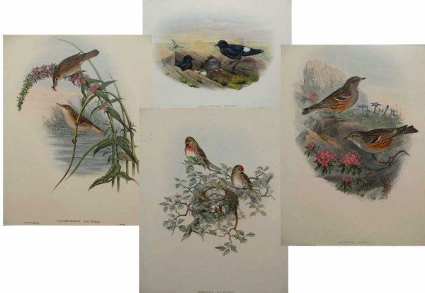 HAND COLORED LITHOGRAPHS, BIRDS, AFTER JOHN GOULD: (lot of 4) Framed hand-colored lithographs after John Gould (English, 1804-1881), "Aegiothus Rufescens", "Calamoherpe Palustris", "Accentor Alpinus", "Thalassidroma Pelagica", each titled center, mark
