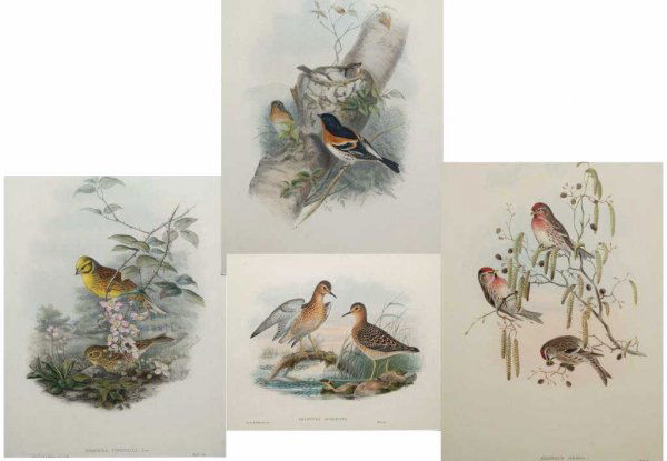 HAND COLORED LITHOGRAPHS, BIRDS, AFTER JOHN GOULD: (lot of 4) Framed hand-colored lithographs after John Gould (English, 1804-1881),"Tryngites Rufescens", "Aegiothus Linaria", " Emberiza Citrinella", Fringilla Montifringilla", each titled center, mark