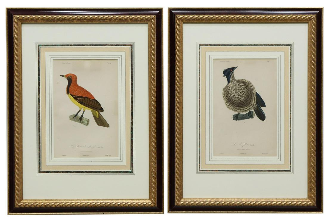 (2) FRAMED FRENCH BIRDS OF PARADISE ENGRAVINGS (1 of 2)