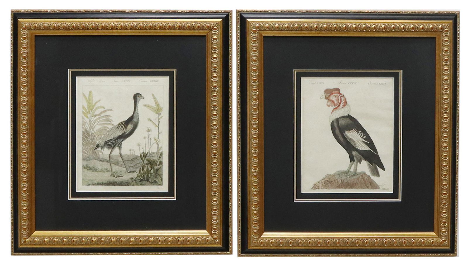 (2) BERTUCH ORNITHOLOGY HAND-COLORED ENGRAVINGS (1 of 3)