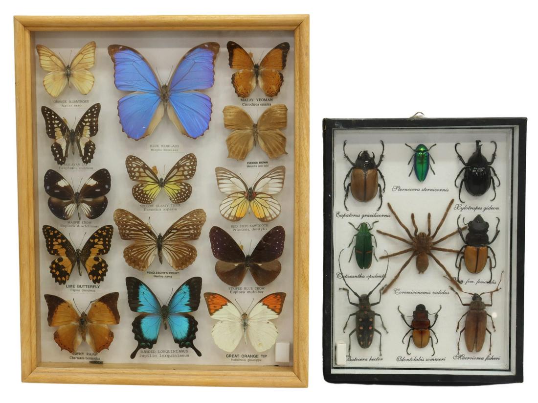 (2) FRAMED ENTOMOLOGY TAXIDERMY MOUNTED SPECIMENS (1 of 4)