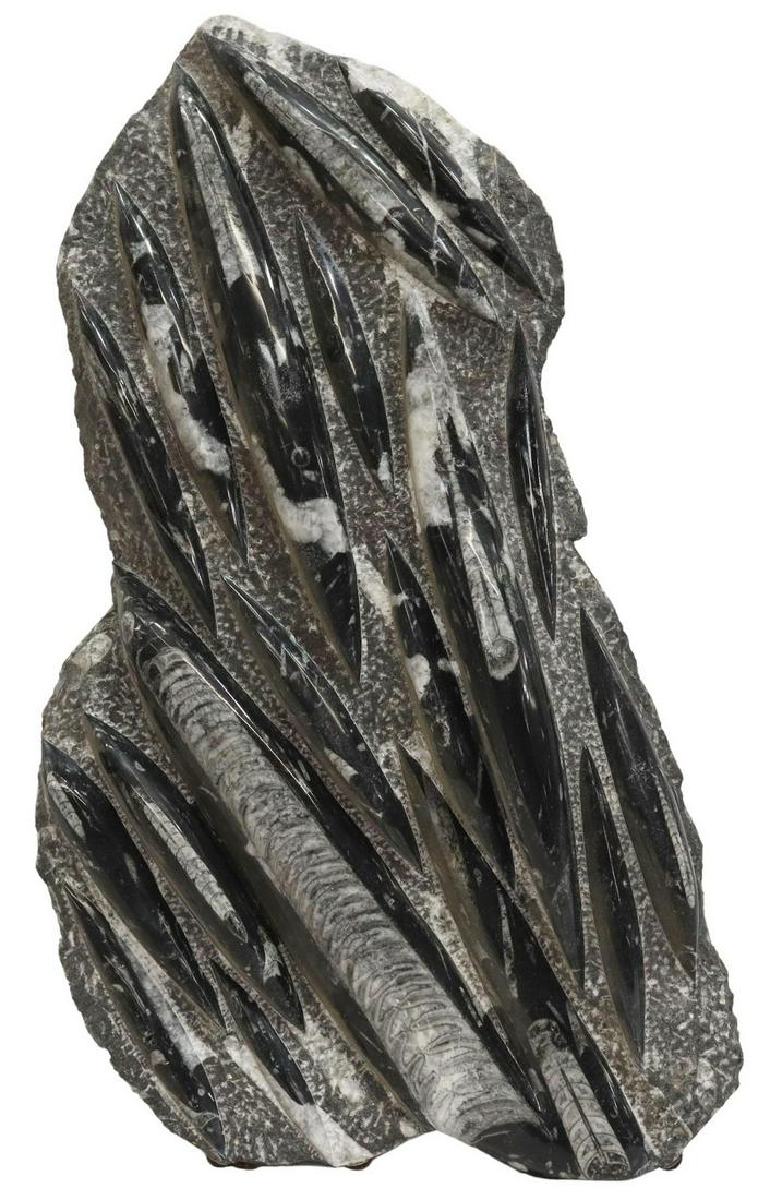 LARGE POLISHED ORTHOCERAS FOSSIL PLATE, 25" X 14" (1 of 2)