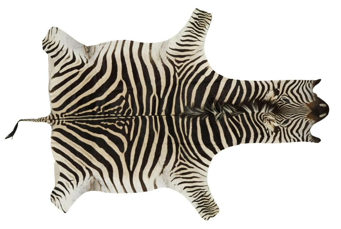 ZEBRA HIDE RUG, TAXIDERMY, APPROX 131" x 75.5" (1 of 2)