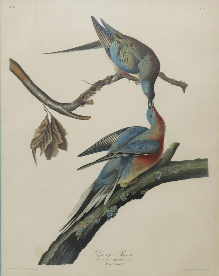 AFTER AUDUBON PIGEON HAND-COLORED LITHOGRAPH (1 of 4)