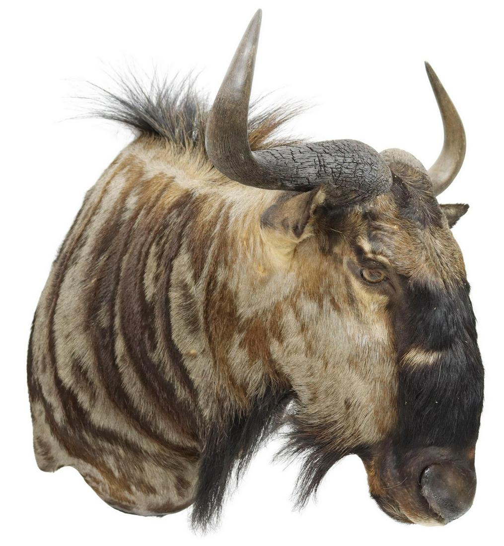 TAXIDERMY, BLUE WILDEBEEST ANTELOPE SHOULDER MOUNT: Taxidermy, Blue Wildebeest Antelope shoulder mount, approx 24"h, 27"w, 29"d *Provenance: A private Texas museum.* Start Price: $150.00