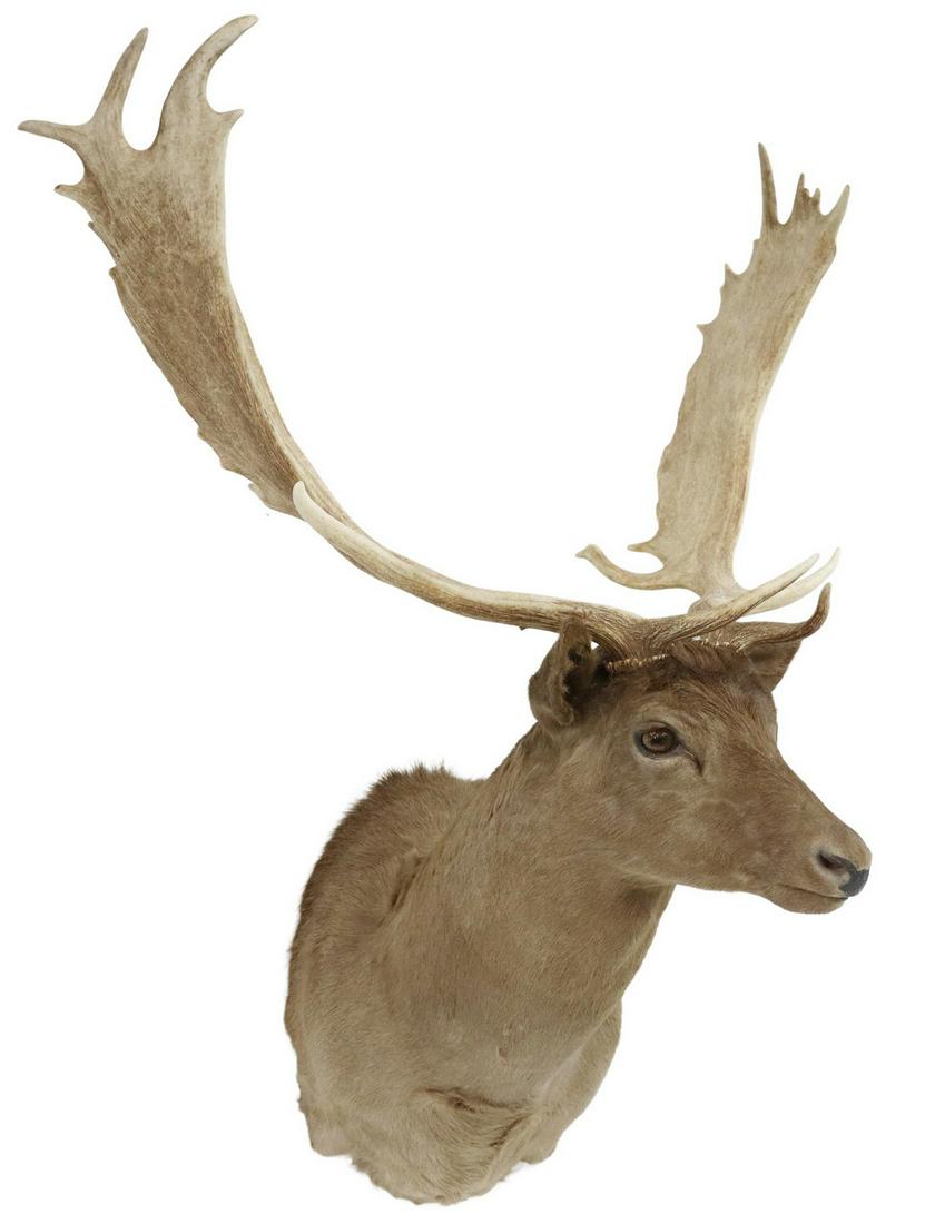 TAXIDERMY, FALLOW DEER SHOULDER MOUNT: Taxidermy, Fallow Deer shoulder mount, approx 44"h, 28"w, 24.5"d *Provenance: A private Texas museum.* Start Price: $150.00