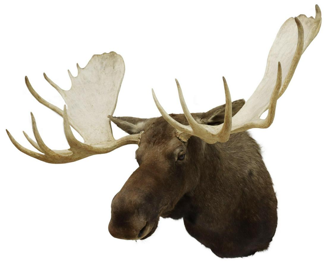 TAXIDERMY, MOOSE SHOULDER MOUNT, 62"W: Taxidermy, Moose shoulder mount, approx 57"h, 62.5"w, 47"d *Provenance: A private Texas museum.* Start Price: $600.00