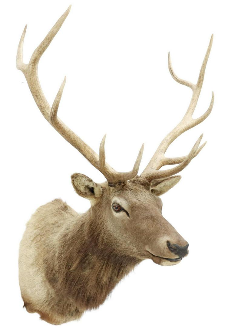 TAXIDERMY, ELK SHOULDER MOUNT: Taxidermy, Elk shoulder mount, ten antler points, approx 57"h, 34"w, 42"d *Provenance: A private Texas museum.* Start Price: $200.00