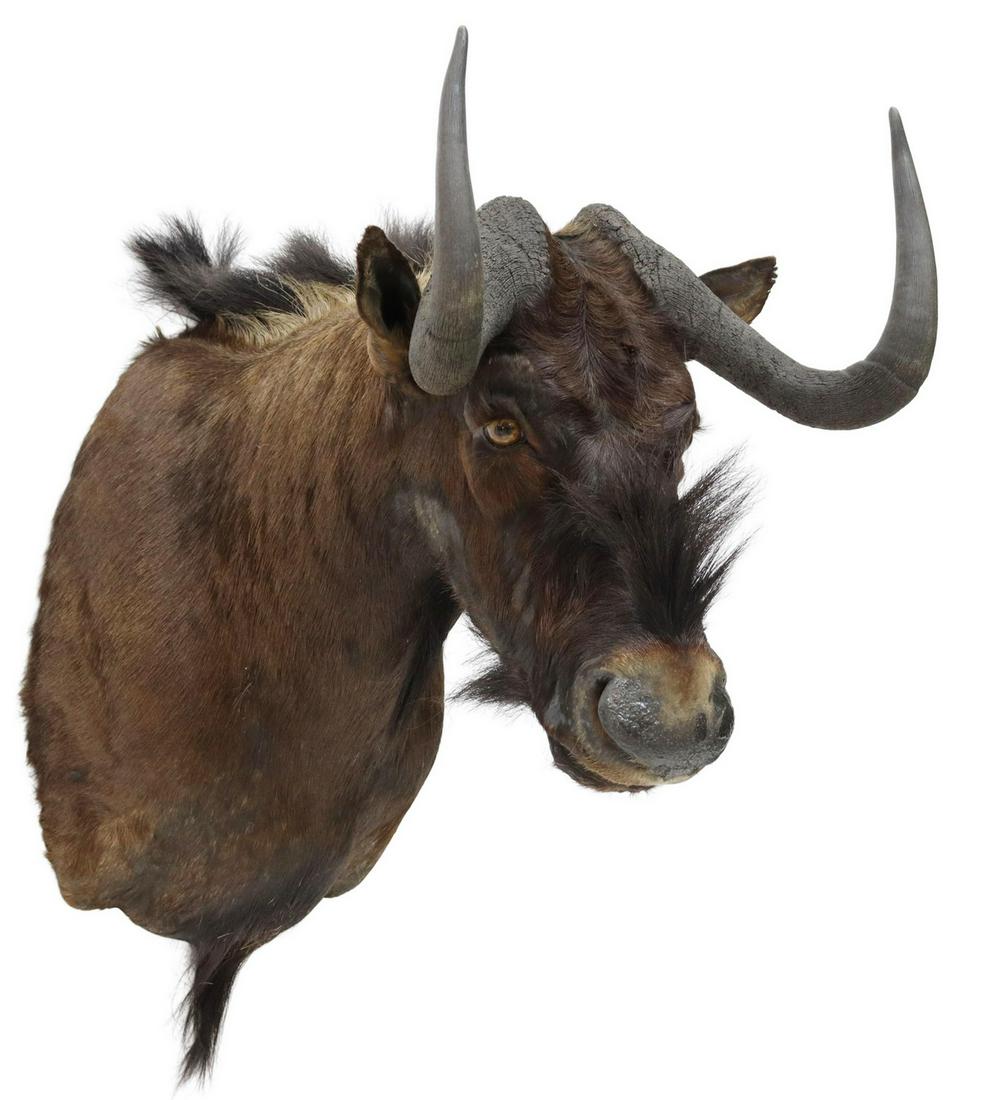 TAXIDERMY, WILDEBEEST ANTELOPE SHOULDER MOUNT: Taxidermy, Wildebeest Antelope shoulder mount, approx 24"h, 17"w, 28"d *Provenance: A private Texas museum.* Start Price: $150.00