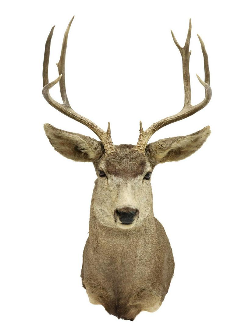 TAXIDERMY, MULE DEER SHOULDER MOUNT: Taxidermy, Mule Deer shoulder mount, nine point antlers, approx 38"h, 19.5"w, 22"d *Provenance: A private Texas museum.* Start Price: $150.00