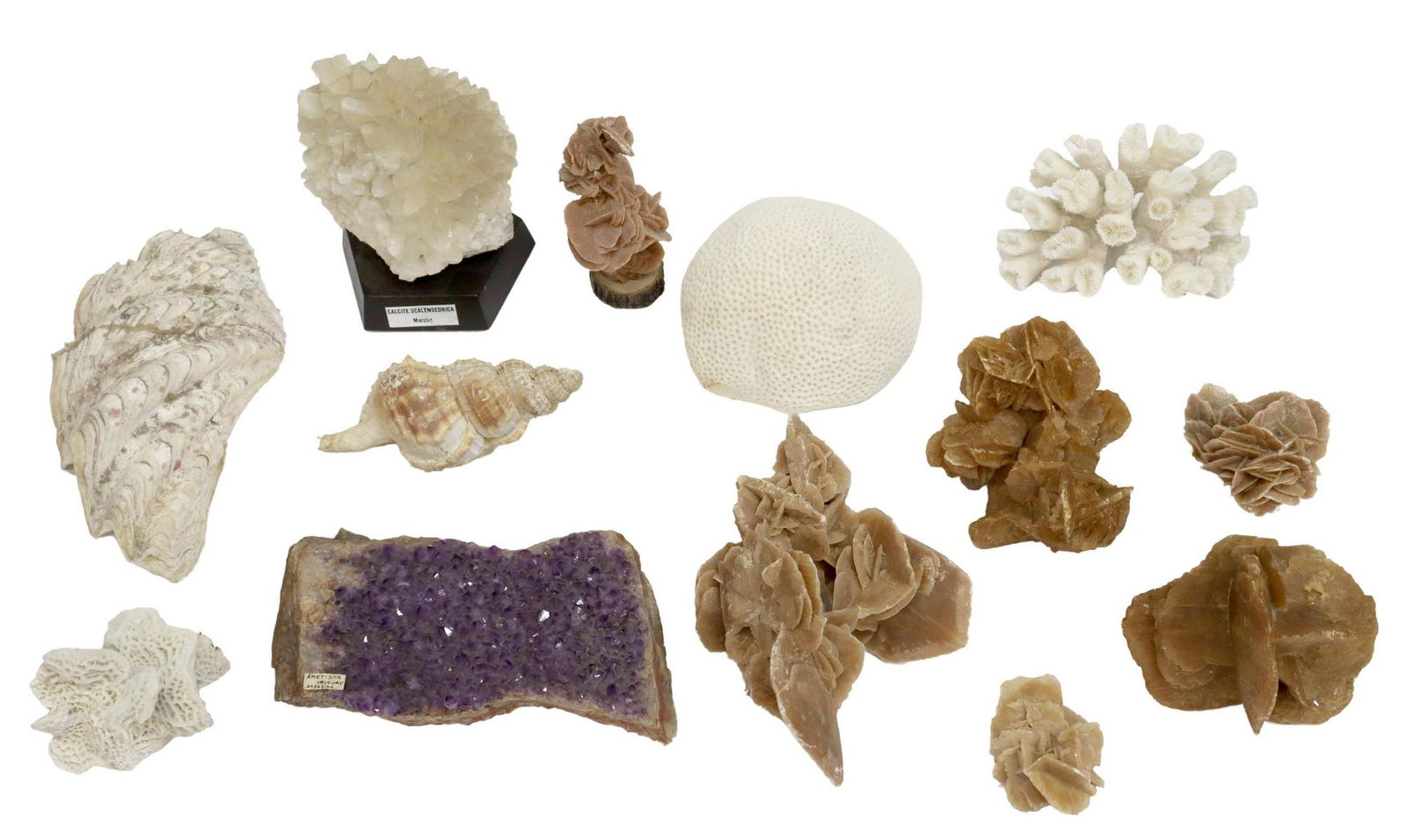 (13) MINERAL, SEASHELL & CORAL SPECIMENS (1 of 7)