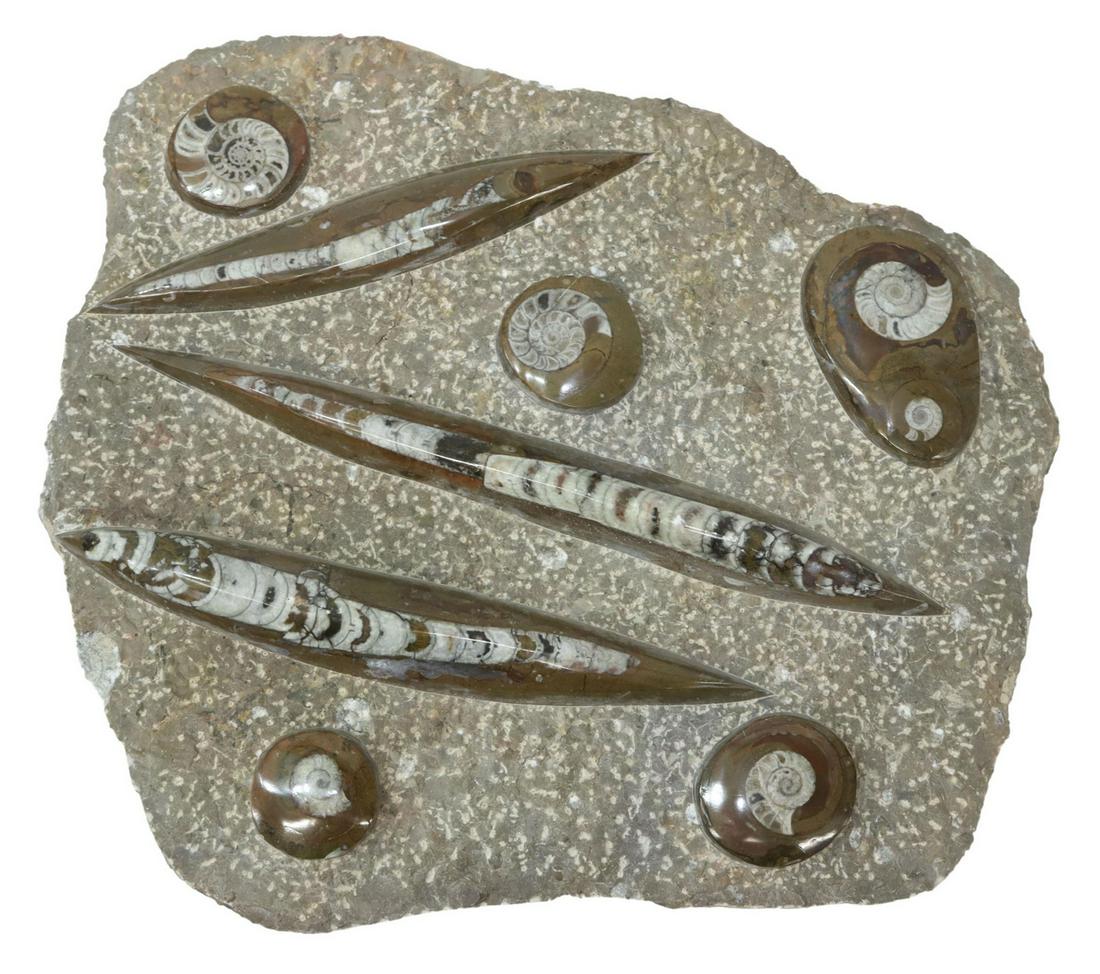 POLISHED AMMONITE & ORTHOCERAS FOSSILS STONE PLATE (1 of 2)