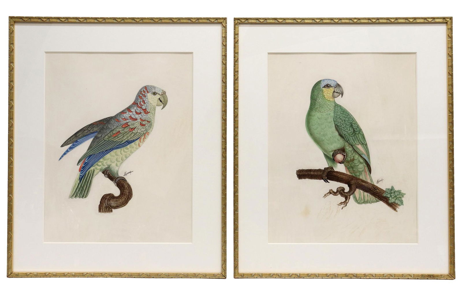(2) PARROT WATERCOLORS AFTER JACQUES BARRABAND (1 of 6)