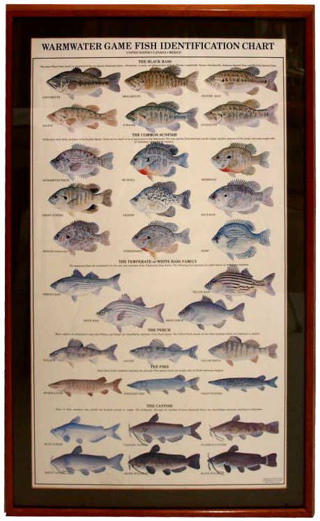 Fish Identification Chart