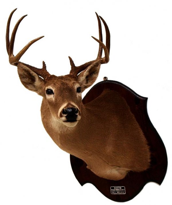 8 POINT WHITETAIL DEER TAXIDERMY SHOULDER MOUNT: Whitetail deer shoulder taxidermy shoulder mount on wood plaque, 8 points, 34"h, 20"w, 22"d; 11lbs total