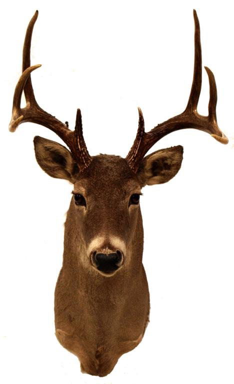 8 POINT WHITETAIL DEER TROPHY SHOULDER MOUNT: 8-point whitetail deer taxidermy shoulder mount, 36"h, 15"w, 19"d, 10lbs