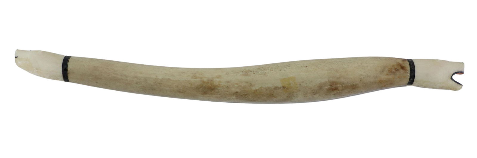 FOSSILIZED WALRUS OOSIK, CARVED BEARS AT ENDS: Fossilized walrus baculum, a polished oosik or penile bone, with Inuit carved walrus tusk added at each end, depicting polar bear heads, one with open mouth, overall: approx. 15.75"l, 80lbs Start Pric
