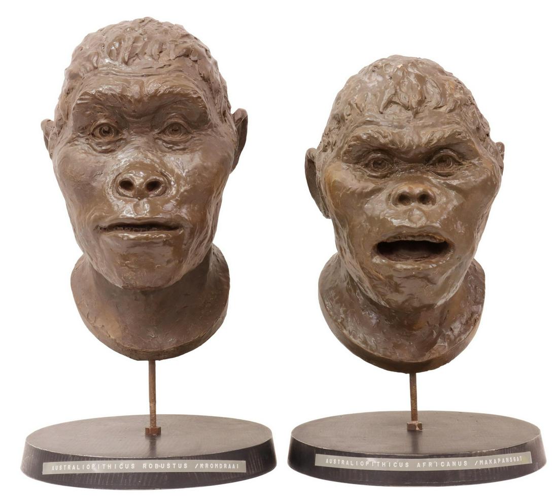 (2) AMERICAN MUSEUM NATURAL HISTORY HOMINID BUSTS (1 of 7)