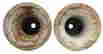item-111819054=2