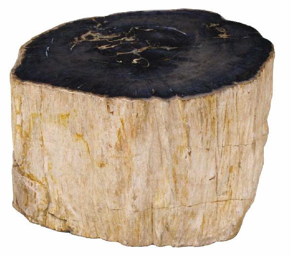 PETRIFIED WOOD LOG: Petrified wood log, visible bark patterns with knots, black top with ring structure, 12"h, 19"w, 15"d, 100+lbs