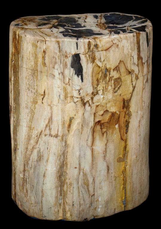 POLISHED PETRIFIED WOOD LOG: Polished petrified wood log, tonally varied with striations of black and brown, visible ring structure on top, 18"h, 13"w, 8"d, 150+lbs