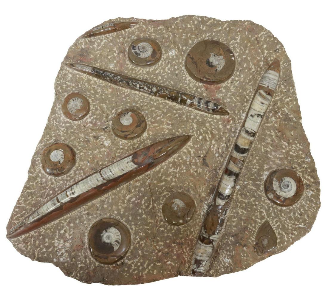 POLISHED AMMONITE & ORTHOCERAS FOSSILS STONE PLATE (1 of 2)