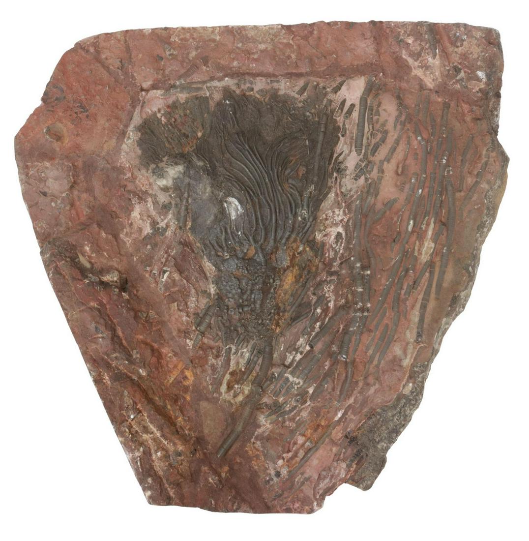 FOSSILIZED CRENOID SPECIMEN PLATE (1 of 2)