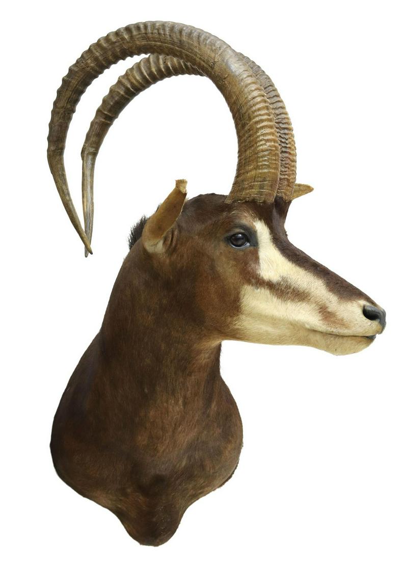 TAXIDERMY SABLE ANTELOPE SHOULDER TROPHY MOUNT: Large Sable Antelope shoulder taxidermy trophy mount, approx 44"h, 30"w, 20"d Start Price: $150.00
