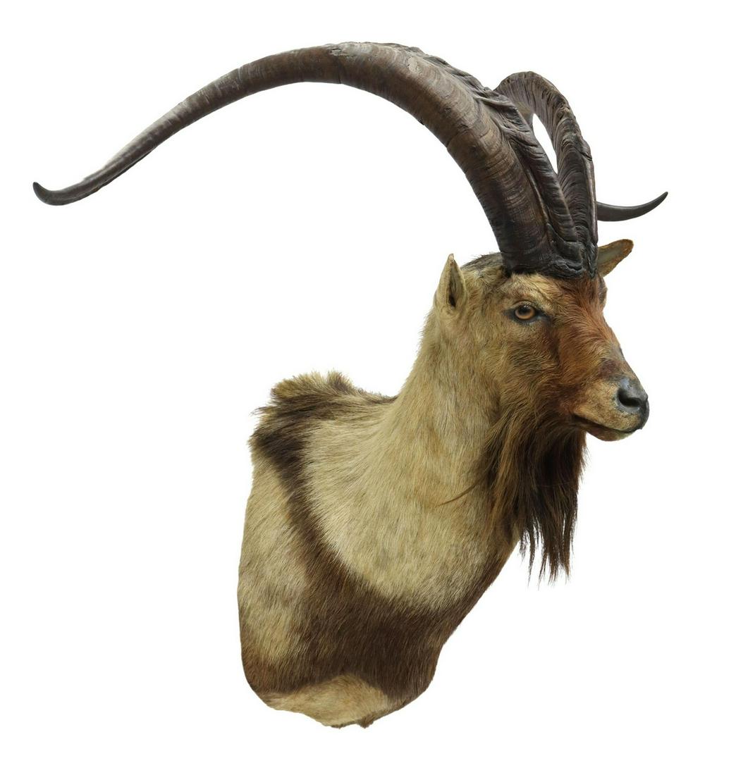 TAXIDERMY BARBARY SHEEP SHOULDER TROPHY MOUNT: Aoudad/ Barbary Sheep shoulder taxidermy, approx 34"h, 44"w, 24"d Start Price: $150.00
