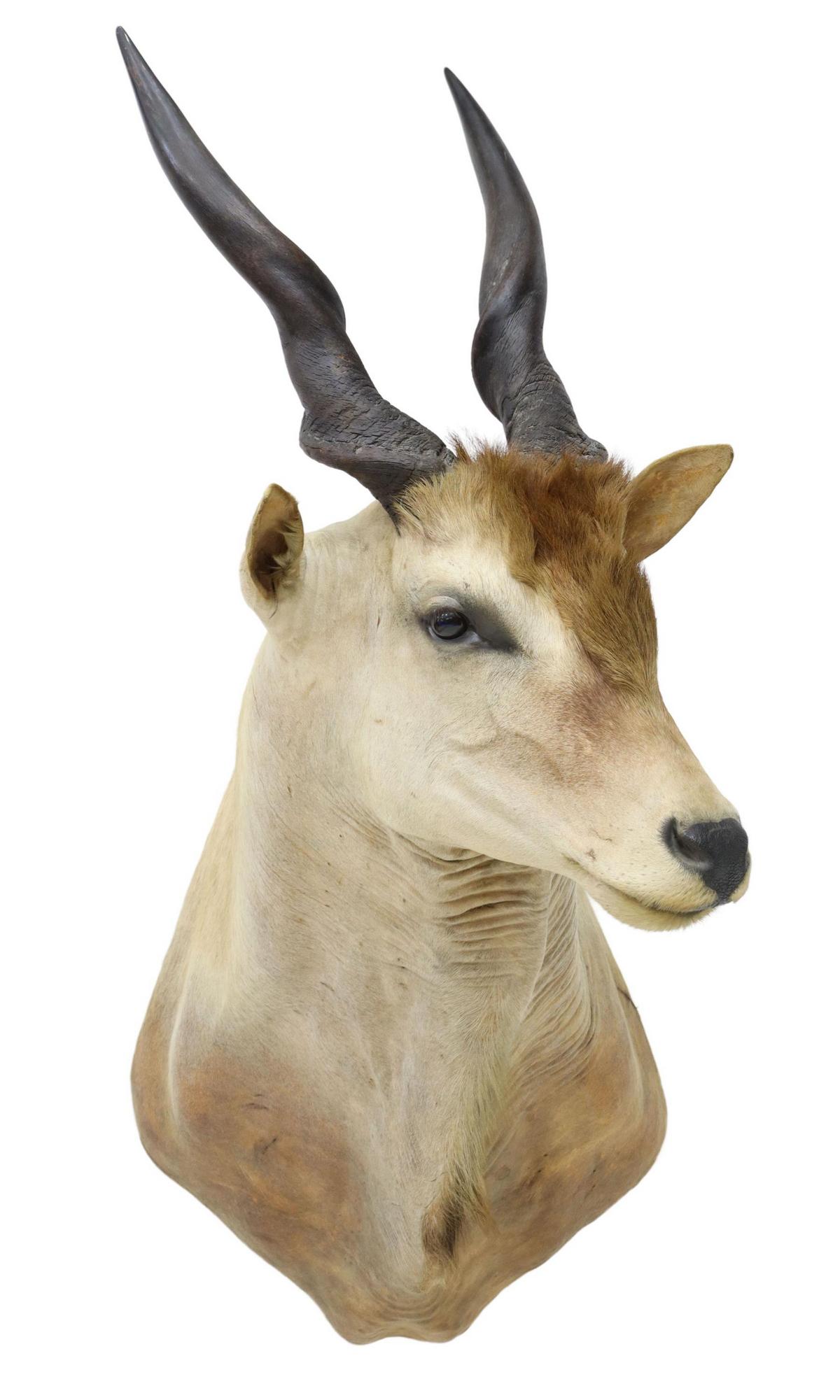 TAXIDERMY ELAND ANTELOPE SHOULDER TROPHY MOUNT: Eland antelope shoulder taxidermy, approx 45"h, 31"w, 20"d Start Price: $150.00