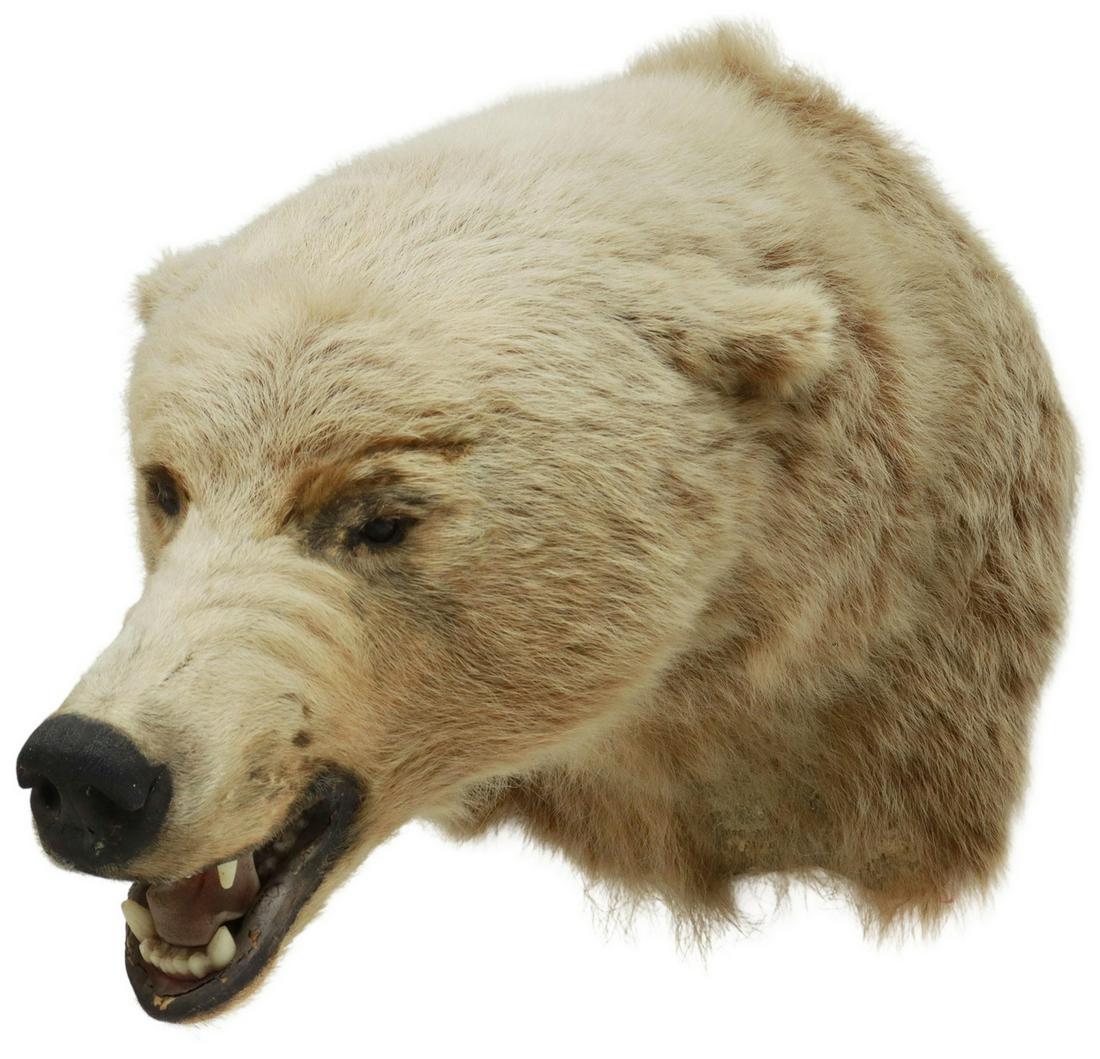TAXIDERMY, GRIZZLY BEAR TROPHY MOUNT: Grizzly bear taxidermy trophy mount, some fur loss, approx 17"h, 17.5" w, 23"d, 12lbs