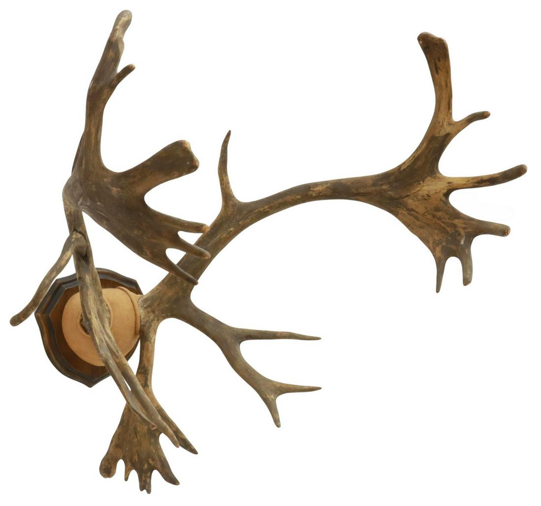 CARIBOU ANTLER TROPHY RACK MOUNT, 33"H, 26"W: Caribou antler trophy rack wall mount, approx 33"h, 26"w, 23"d, 8.5lbs Start Price: $100.00