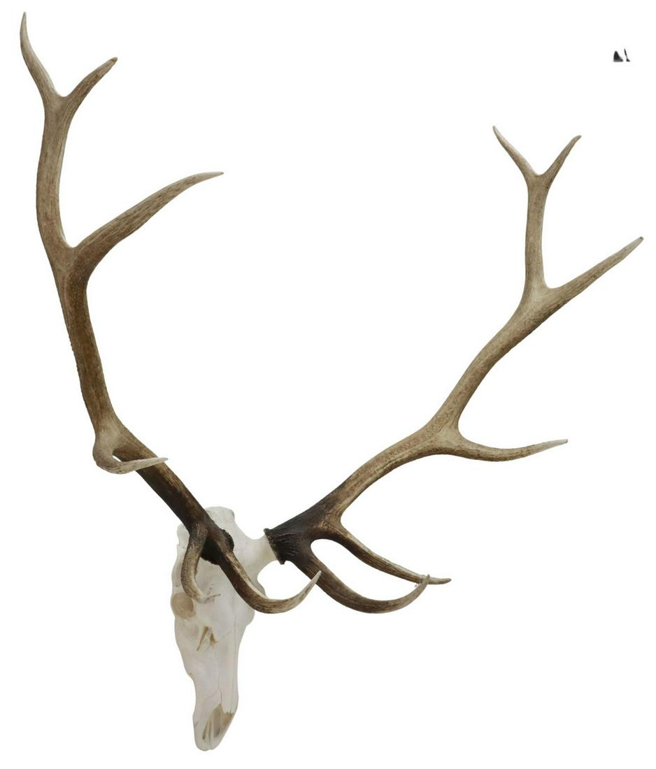 ELK SKULL & ANTLER RACK TROPHY MOUNT 52"H,44"W: Elk skull and antler rack trophy wall mount, 12-point antlers, approx 52"h, 44"w, 15"d, 15lbs Start Price: $100.00