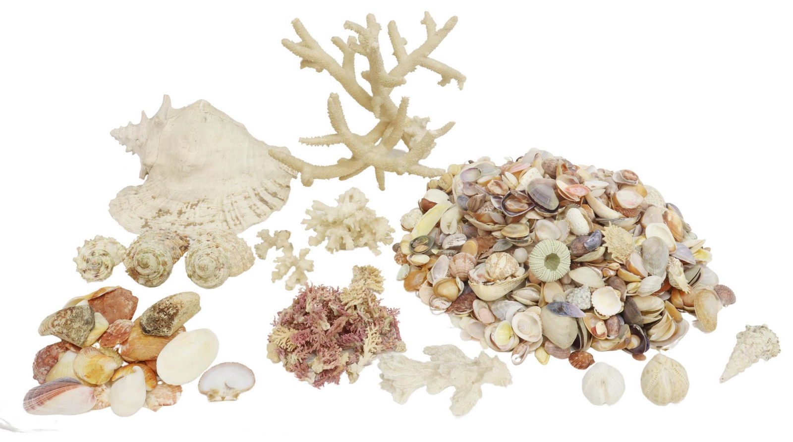 (LOT) LARGE COLLECTION OF SEASHELLS & CORAL (1 of 4)