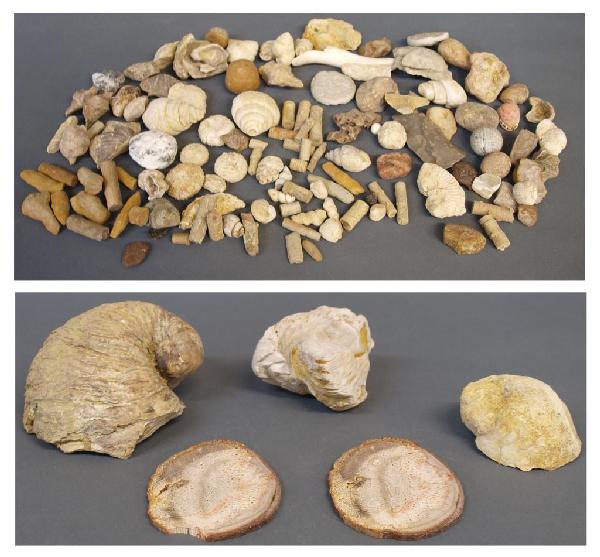 COLLECTION OF FOSSILS, ROCKS & SHELLS, AMMONITE: (box lot) Large collection of rocks, shells, and fossilized pieces, highlights include: ammonite fragment, fossilized coral slices, flint, fossilized sea plants, large and small fossilized shells, 15.