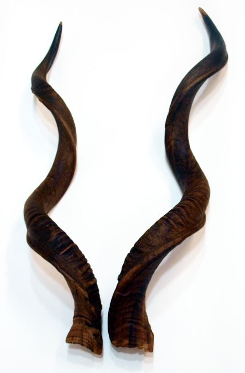 180 PAIR LARGE AFRICAN KUDU HORNS