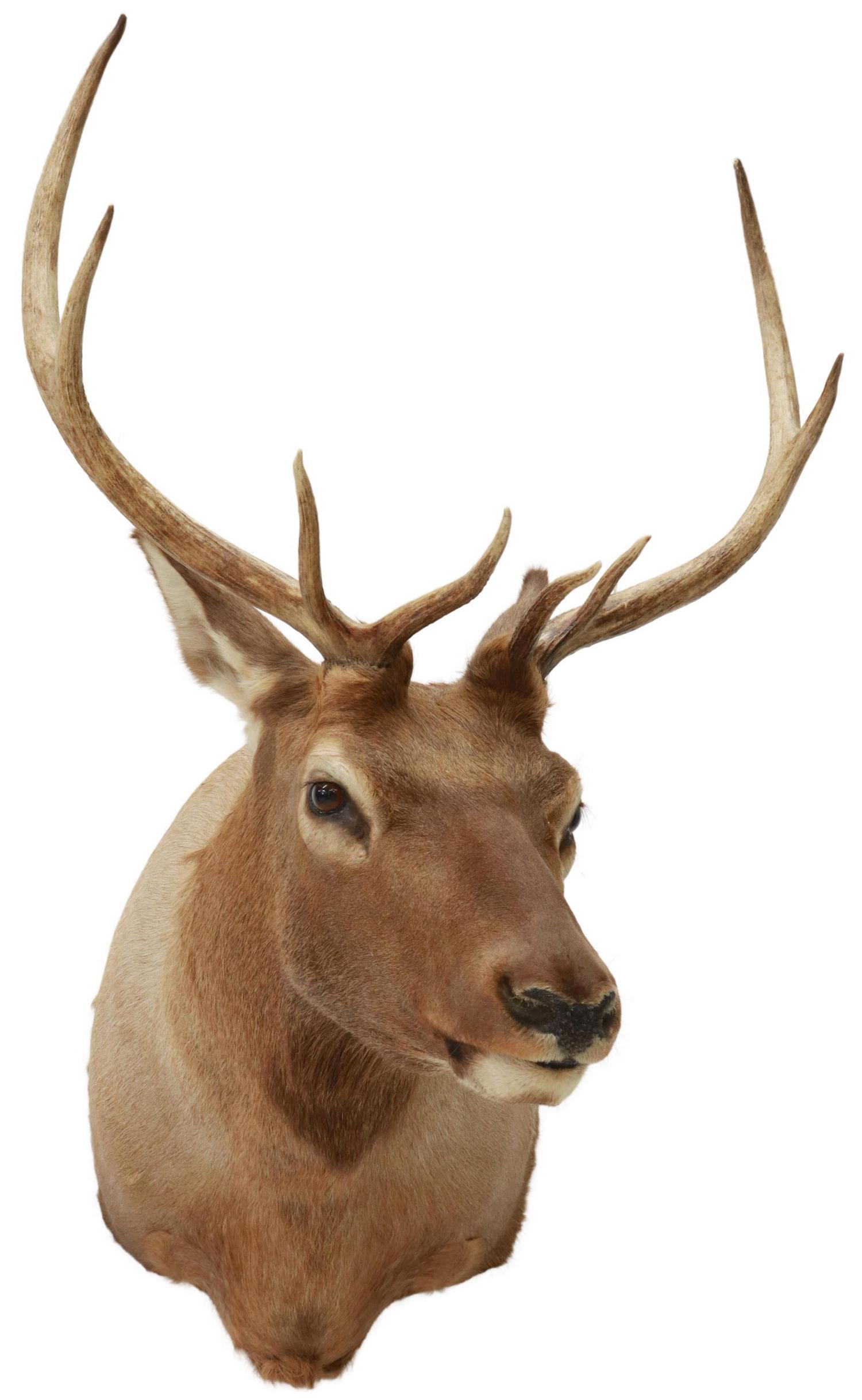 TAXIDERMY ELK SHOULDER MOUNT, 8 POINTS: Taxidermy, Elk shoulder mount, 8 point antlers, approx 44.5"h, 25"w, 43"d, 32lbs Start Price: $200.00