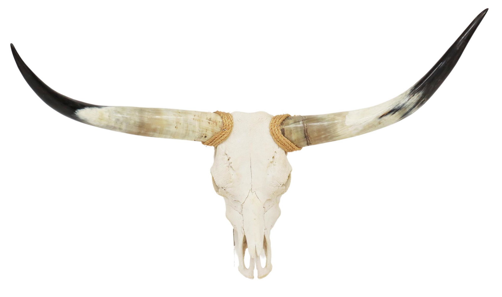 LONGHORN STEER TAXIDERMY SKULL & HORNS ROPE ACCENT: Longhorn steer skull and horns, rope accents, approx 26.5"h, 47.5"w, 15"d Start Price: $100.00