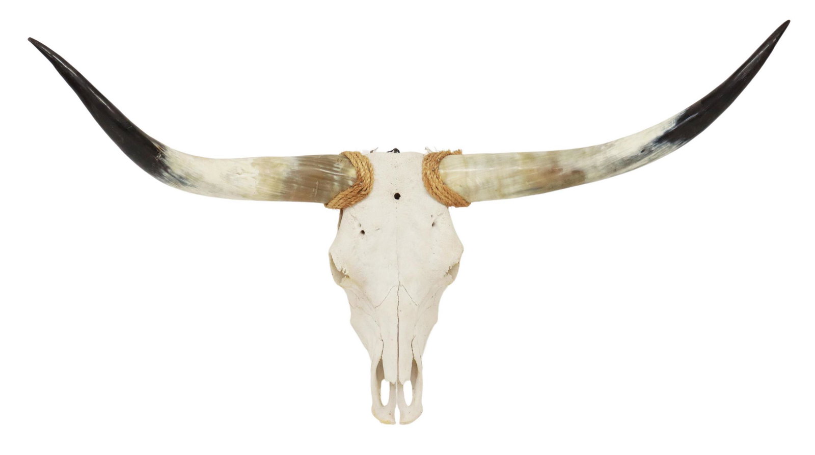 LONGHORN STEER TAXIDERMY SKULL & HORNS ROPE ACCENT: Longhorn steer skull and horns, rope accents, approx 30"h, 50.75"w, 12.5"d Start Price: $100.00