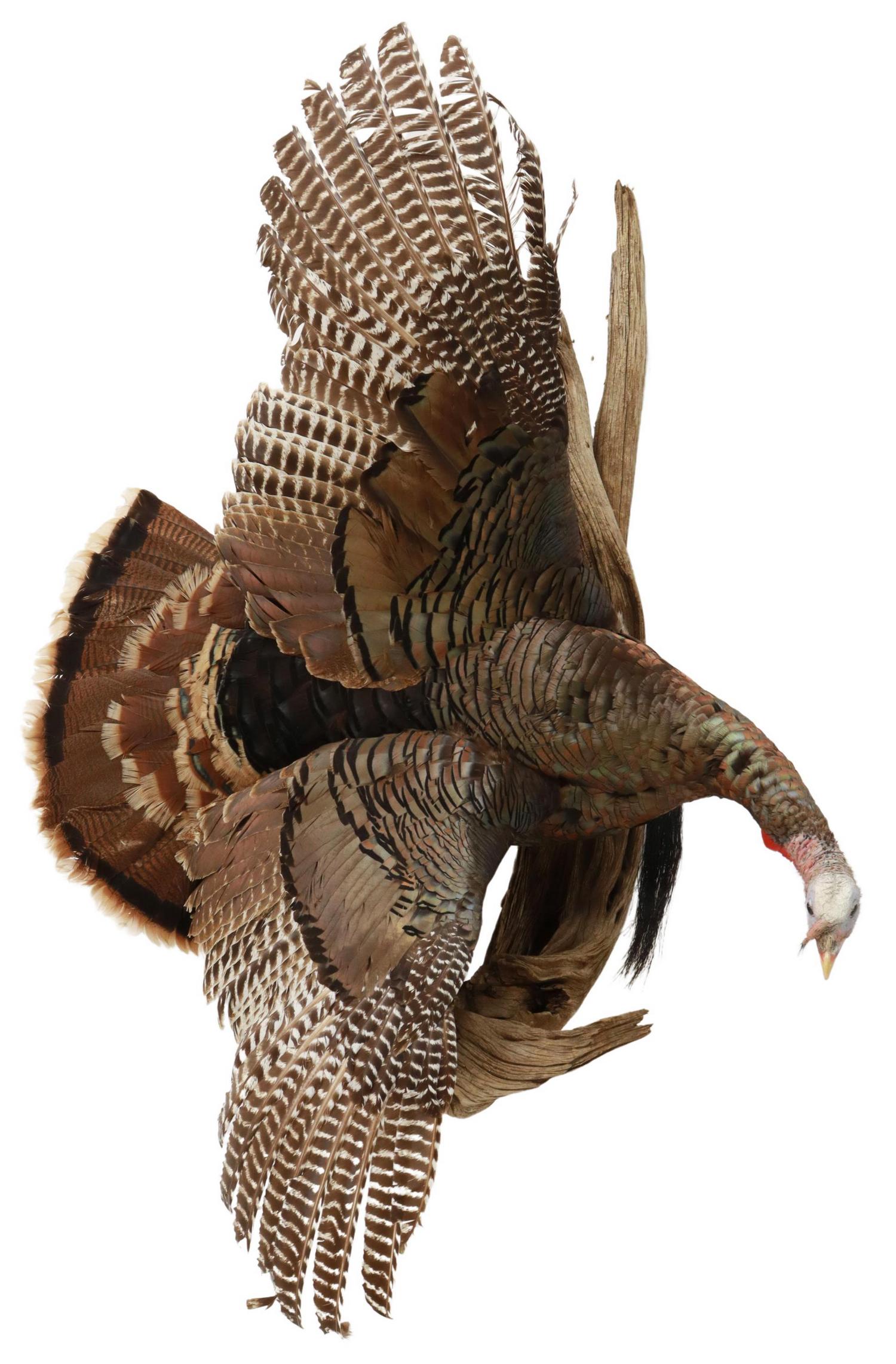 TAXIDERMY FLYING TURKEY WALL MOUNT, 49"H: Taxidermy, Flying Turkey, wings spread, wall mount on branch, approx 49"h, 36"w, 15"d, 12.5lbs Start Price: $150.00