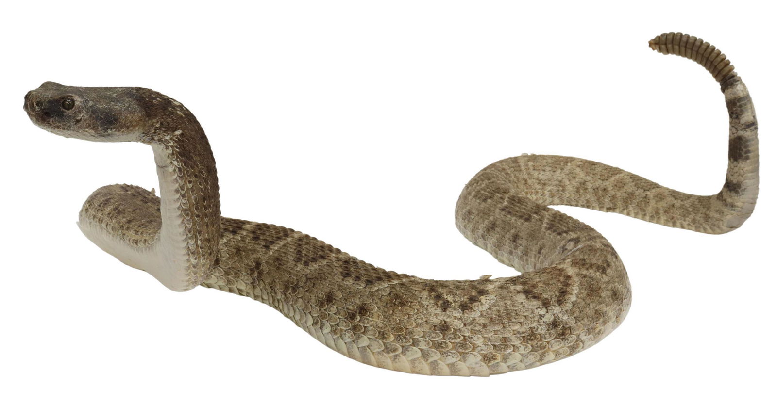 TAXIDERMY FULL BODY RATTLESNAKE MOUNT, 25.5"L: Taxidermy full body mount, Diamondback Rattlesnake, large slithering figure with rattle, approx 8"h, 25.5"l, 12.5"w Start Price: $100.00