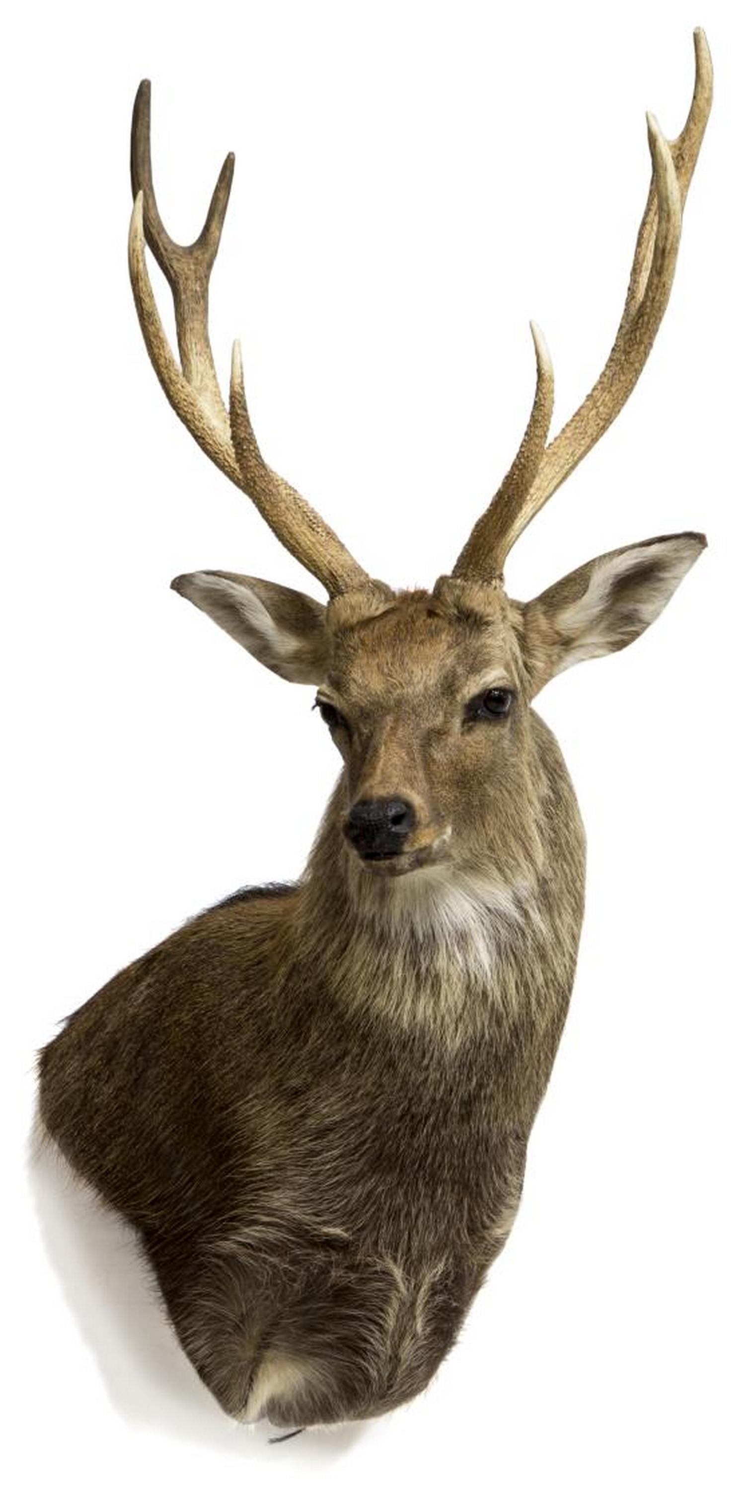 TAXIDERMY SIKA DEER TROPHY MOUNT, 8 POINTS, 43"H: Taxidermy, Sika deer trophy mount, 8 point antlers, approx 43"h, 22"w, 38"d Start Price: $150.00