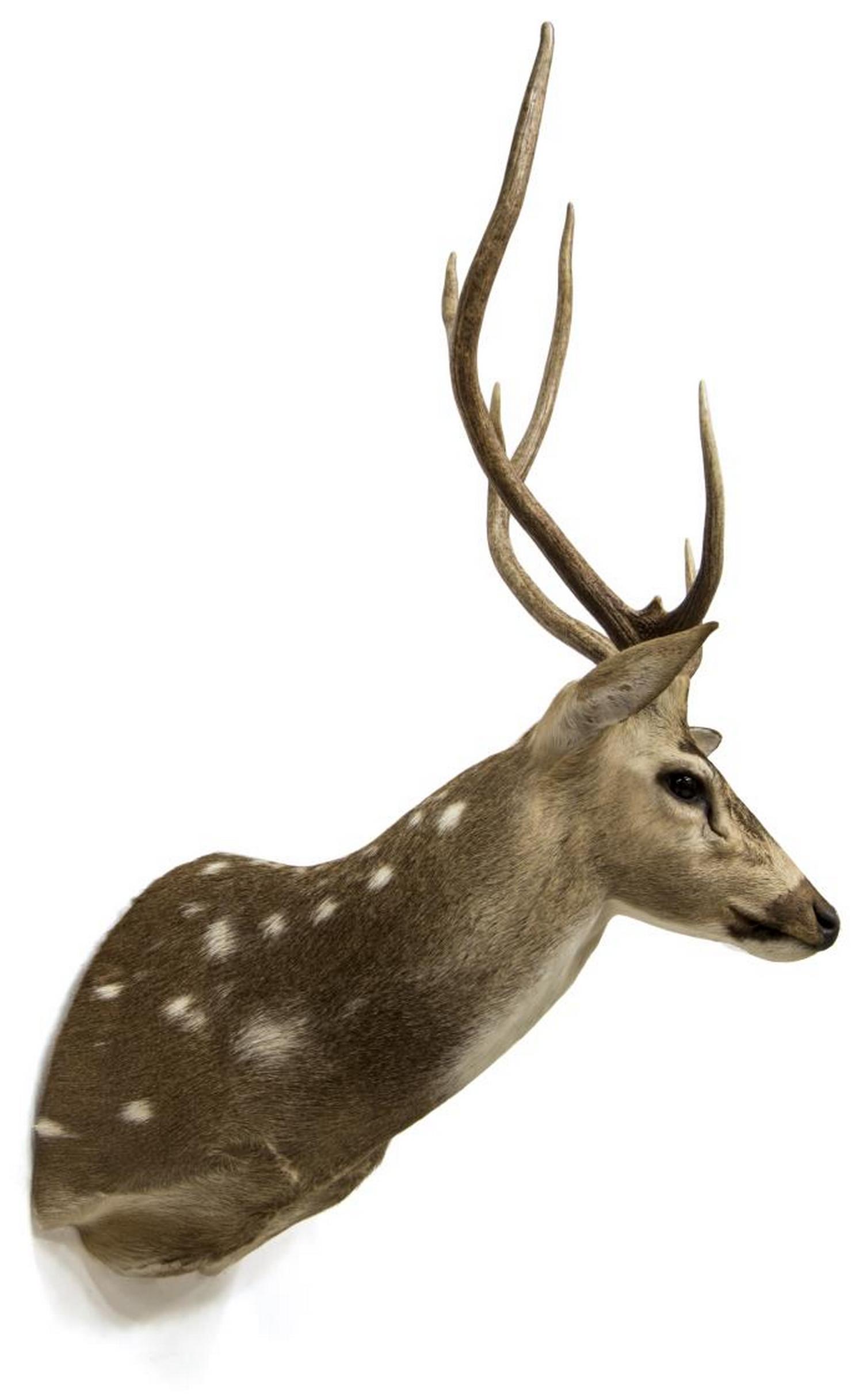 TAXIDERMY AXIS DEER TROPHY MOUNT 6 POINT ANTLERS: Taxidermy, Axis deer trophy mount, 6 point antlers, approx 42.5"h, 20"w, 20.5"d Start Price: $150.00