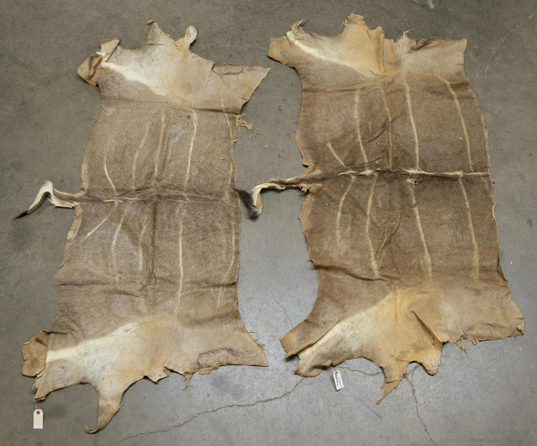(2) AFRICAN ANTELOPE HIDES: (lot of 2) African antelope hides, largest: approx 63" x 32" Start Price: $80.00