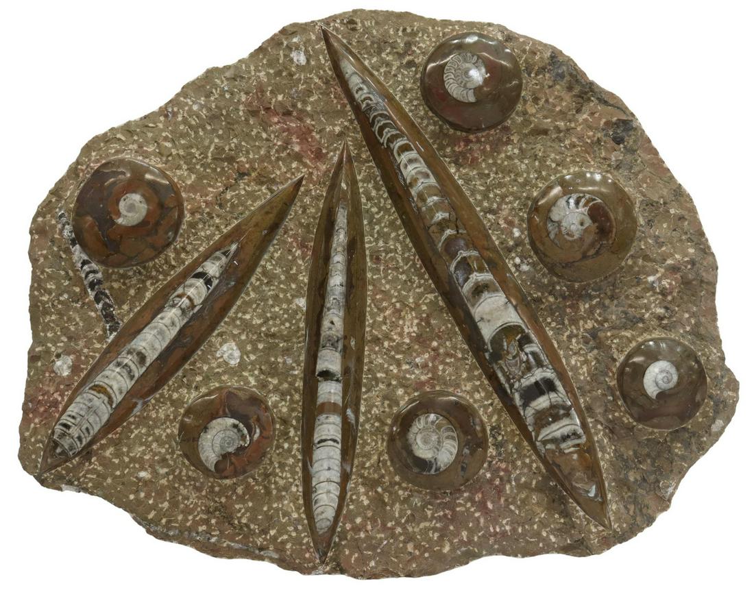 POLISHED AMMONITE & ORTHOCERAS FOSSILS STONE PLATE: Large polished fossil plate in stone matrix, with three orthoceras and six ammonites embedded in natural stone surface, approx 16.5"h, 20"w, 30lbs **Provenance: Eight Point Ranch, Elgin, Texas** Start