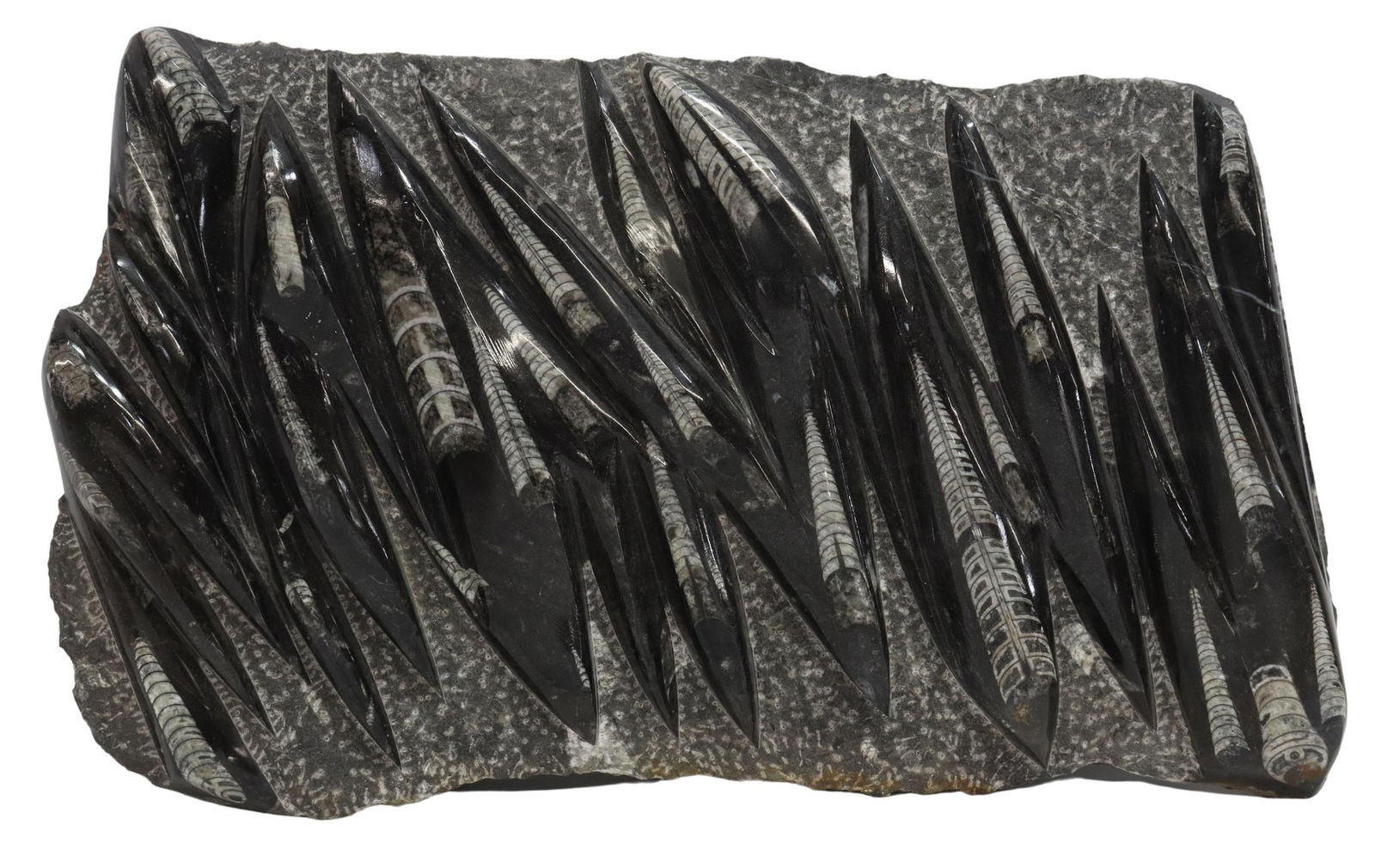 POLISHED ORTHOCERAS FOSSIL PLATE: Polished orthoceras fossil plate, with numerous orthoceras embedded in rock surface, approx 11.5"h, 18"w, 22.5lbs **Provenance: Eight Point Ranch, Elgin, Texas** Start Price: $80.00