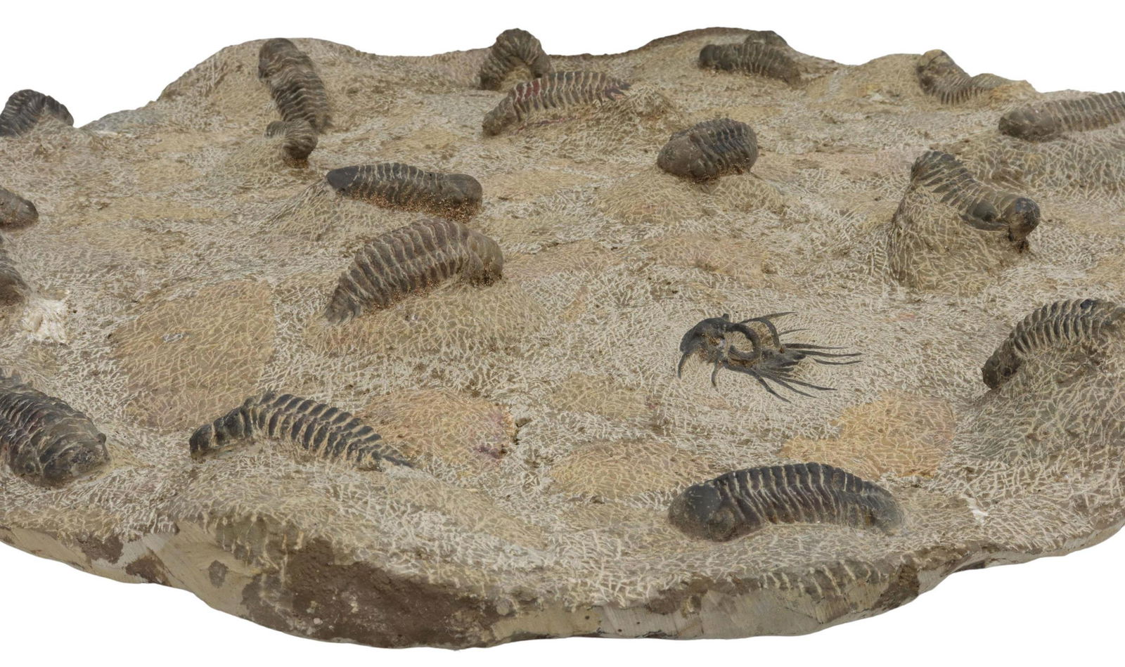 LARGE TRILOBITE FOSSILS STONE PLATE: Fossil plate in circular stone matrix, with multiple trilobites embedded in textured stone surface, approx 25.5"diam, 43.5lbs **Provenance: Eight Point Ranch, Elgin, Texas** Start Price: $100.00