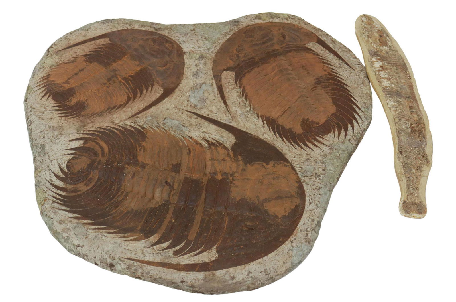 (2) TRILOBITES & FOSSILIZED FISH FOSSIL PLATE: (lot of 2) Fossils, comprising: (1) fossil plate in stone matrix, with three large trilobites embedded in natural stone surface; (1) fossilized fish; largest: approx 26"diam; 34.75lbs total **Provenan